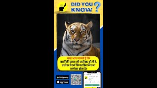 बाघों की त्वचा धारीदार होती है, प्रत्येक पैटर्न फिंगरप्रिंट जितना अनोखा होता हैं| Amazing #Facts App