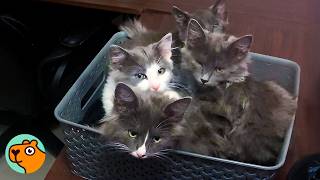 Man Adopts The Weakest Kitten And Gets A BIG Surprise! | Cuddle Buddies