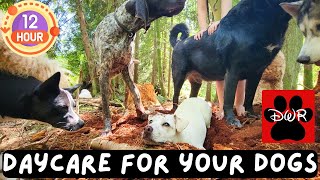 Daycare for your dog 🐶🐕🐩  Keep your dog busy while you are away or entertained while you cuddle