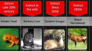Rare and Extinct Animals 🐺