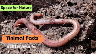 Earthworm | Animal Facts Series | Episode 38 #naturelovers #animals #earthworms #vermicomposting