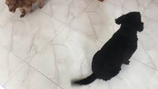 Good morning with Lulu & Luna 2