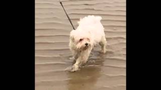 Toby s'amuse à la plage