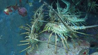 Lobsters Want Privacy