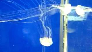 Peaceful jellyfish dance