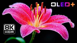 OLED DEMO – Ultra Vivid Flower Colors in 8K HDR | Dolby Vision™