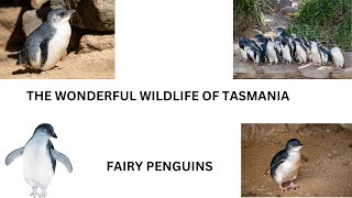 THE WONDERFUL WILDLIFE OF TASMANIA FAIRY PENGUINS