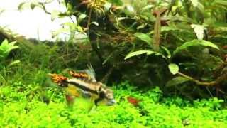 Kakadu törpesügér