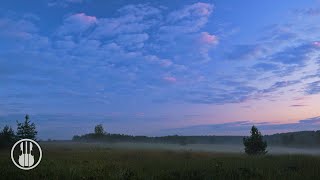 Foggy Morning in a Field on the Edge of the Village. Relaxing Sounds of Morning Nature.