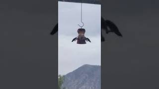 HbfFt