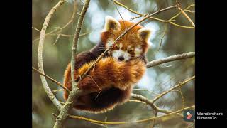 Deep Sleep Music / American Deep Sleep Sound's 💞💞💝