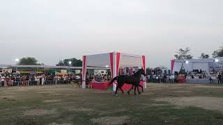 stallion category display mavli (mewad) horse show2024 stallion Alexander sire rajratan by rajtilak