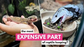 The Most Important Thing I Do For My Reptiles & Why It Costs SO MUCH!