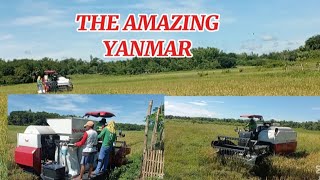 YANMAR HARVEST ANG GANDA 1ST CROP 2025 MAGANDA ANG ANI NG PALAY