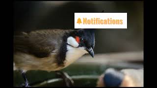 Red-whiskered Bulbul Bird Song Video Thailand Nature Sounds