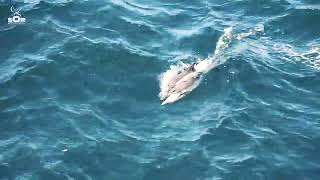 Delfinul comun / Delphinus delphi
