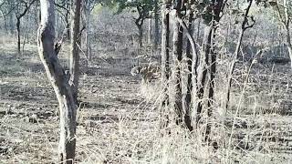Panna tiger reserve || Seen a 🐅 Tiger || R.K