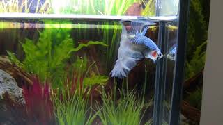 New Live Betta Fish Male Body Half Black&Blue Premium Grade AAA (AN10)VDO