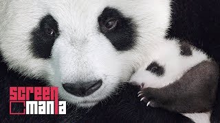 NÉS EN CHINE bande-annonce [VF] - ScreenMania