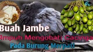 Buah Jambe Ampuh Mengobati Merpati Cacingan