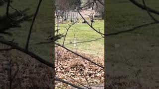 Lava Sharks Wild Turkey Friends Return 🦃 😊