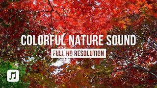 COLORFUL NATURE HARMONY IN HD