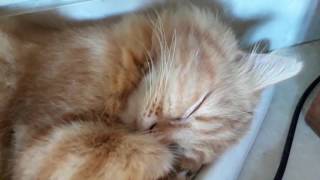 Snoring cat!!
