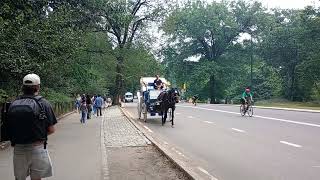 Another lame Standardbred #nyc carriage horse in Central Park. 