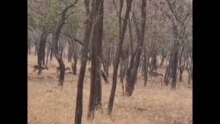 Ranthambore National Park !!! waiting for tiger !!! #ranthamborenationalpark  #ranthambore