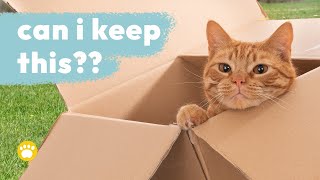 Why Do Cats Love Squares and Boxes?
