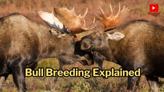 Bull Breeding Explained: The Shocking Truth About Cattle Reproduction!