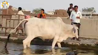 ये गाय प्रतिदिन यमुना नदी को पार करके वृंदावन आती है। #iambrijwase #vrindavan