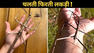 Lakadi Jaisa Kida "stick insect"🐞