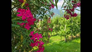 10 minutes relax music with real pictures.
