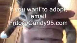 Adopt Katies Cats Movie
