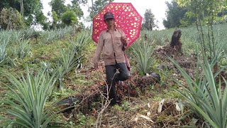 Pineaple farming the Karbi Anglong/ Assam