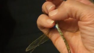 Friday the 13th: HUNDREDS of Darner Dragonflies!