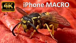 iPhone MACRO - WASP eating meat - IPHONE 12 PRO MAX - macro video