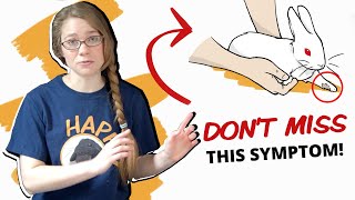 Snuffles in rabbits: Symptoms of the Rabbit Cold