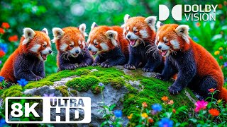 Serenity in the Wild 8K UHD 🐾 A peaceful journey through the wilderness with gentle tunes