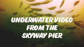 Underwater Video Under the South Skyway Pier