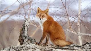 Red Fox: Survival & Challenges in The Wild | Fox Facts