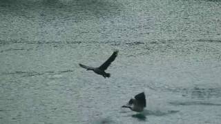 Canadian Geese Courtship
