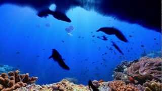 Midnight (Midnight Grooves) -Mazelo Nostra