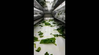 Our Optimum Sorting solution on the sorting of fresh Spinach