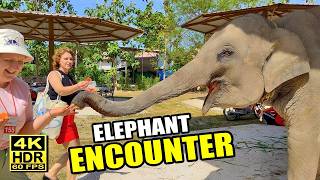 Elephant Encounter | Camp Chang Adventure Park Pattaya Thailand | 4K 60fps Ultra HD 🐘  | Nature ASMR