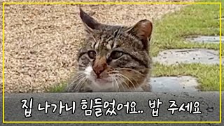 A cat that ran away a month ago, skinny and returned