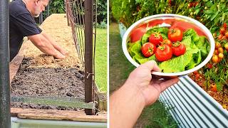 How to Direct Sow Tomato Seeds for Maximum Success