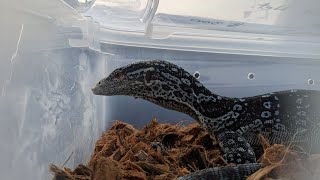 Why is Houdini the Blue Tree Monitor in a Little Tub?