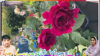 🌸dukhi pahari song/🌹mahiya  pahari /dukhi song /Gojri pahari song/Pahari song /gojri geet Dukhi🌹